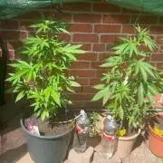 2026 LSD Auto