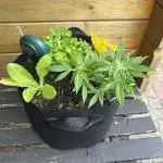 2025 Strawberry Cough Auto Outdoor