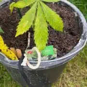 2026 Wedding Cake Auto