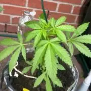 2026 Wedding Cake Auto