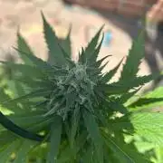 2026 Wedding Cake Auto