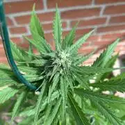 2026 Wedding Cake Auto