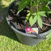 2026 LSD Auto