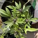 2025 LSD 25 Auto Outdoor
