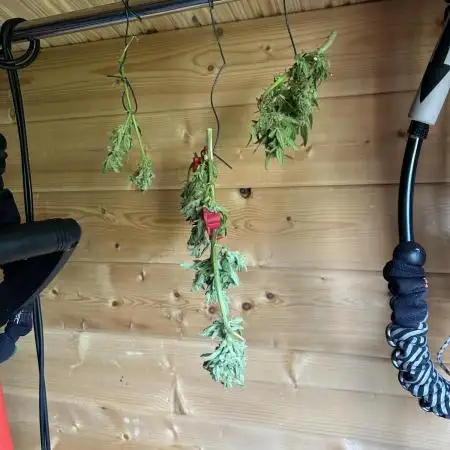 2025 Strawberry Cough Auto Outdoor