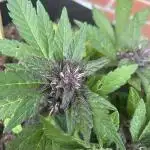 2025 LSD 25 Auto Outdoor
