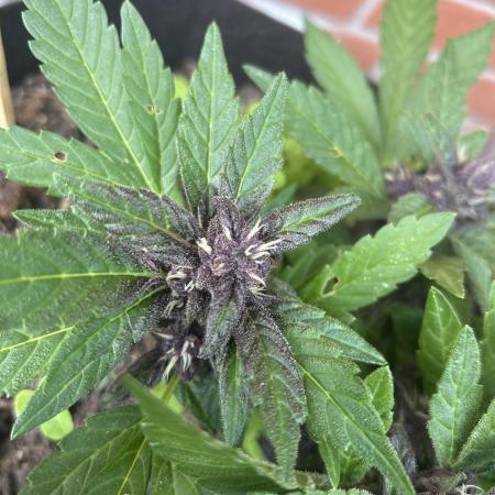 2025 LSD 25 Auto Outdoor