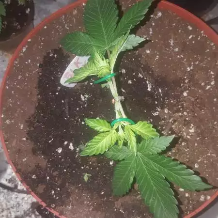 Blackberry auto mainlined