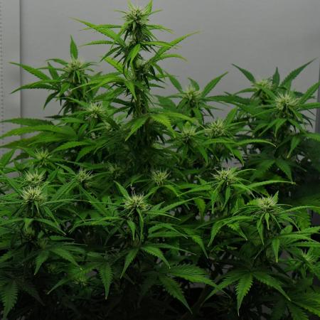 Strawberry Cake Auto | Ganja Farmer
