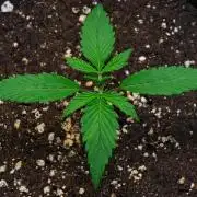 Cinderella | Fastbuds