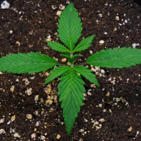 Cinderella | Fastbuds