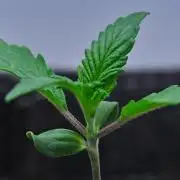 Cinderella | Fastbuds