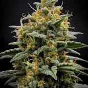 Mendo Cherry Cookies Auto | Fastbuds