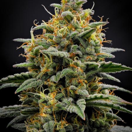 Mendo Cherry Cookies Auto | Fastbuds