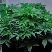 Mendo Cherry Cookies Auto | Fastbuds