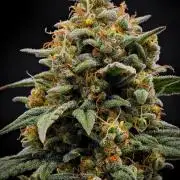 Mendo Cherry Cookies Auto | Fastbuds
