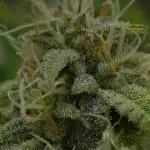 Strawberry Cake Auto | Ganja Farmer