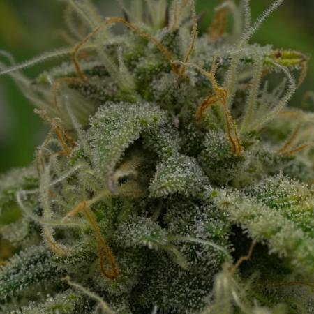 Strawberry Cake Auto | Ganja Farmer