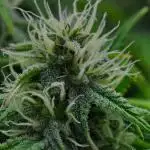 Strawberry Cake Auto | Ganja Farmer