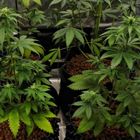Cherry Cola & Banana Purple Punch