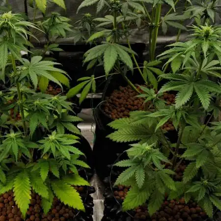 Cherry Cola & Banana Purple Punch