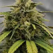 Skywalker OG Runtz/Gelato ✮✮✮