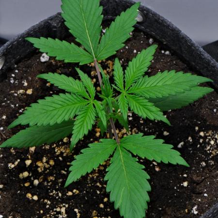 Cinderella | Fastbuds