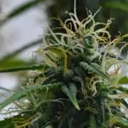 Cinderella | Fastbuds