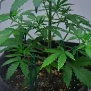 Cinderella | Fastbuds