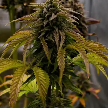 Cherry Cola & Banana Purple Punch