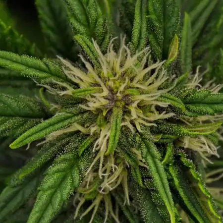 Cherry Cola & Banana Purple Punch