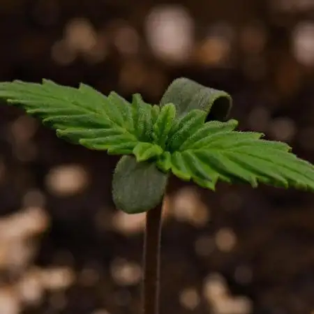 Skywalker OG Runtz/Gelato ✮✮✮
