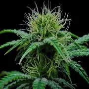 3 Bears OG | Mephisto Genetics