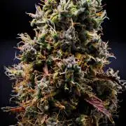 Cinderella | Fastbuds