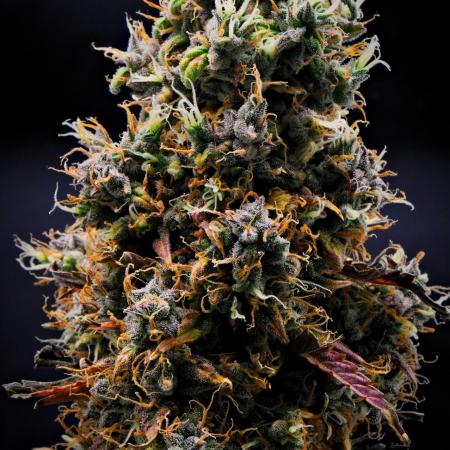 Cinderella | Fastbuds