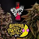 Cherry Cola & Banana Purple Punch