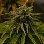 Cherry Cola & Banana Purple Punch