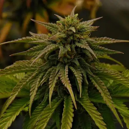 Cherry Cola & Banana Purple Punch