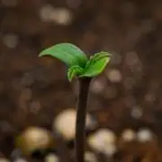 Cinderella | Fastbuds