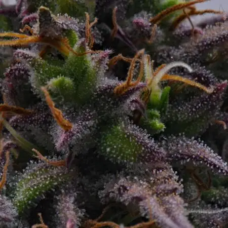 Divine Seeds | Auto Candy l VGrow