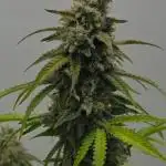 Strawberry Cake Auto | Ganja Farmer