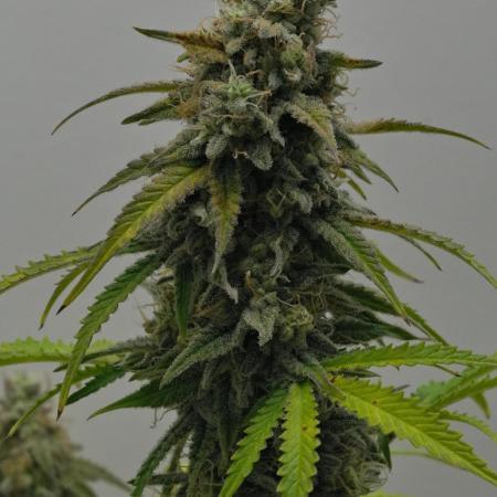 Strawberry Cake Auto | Ganja Farmer