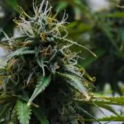 Cinderella | Fastbuds