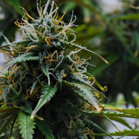 Cinderella | Fastbuds