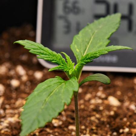 Sticky Broccoli | Eternity Grow Cup