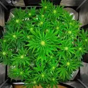 Mendo Cherry Cookies Auto | Fastbuds