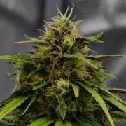 Skywalker OG Runtz/Gelato ✮✮✮