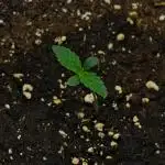 Strawberry Cake Auto | Ganja Farmer