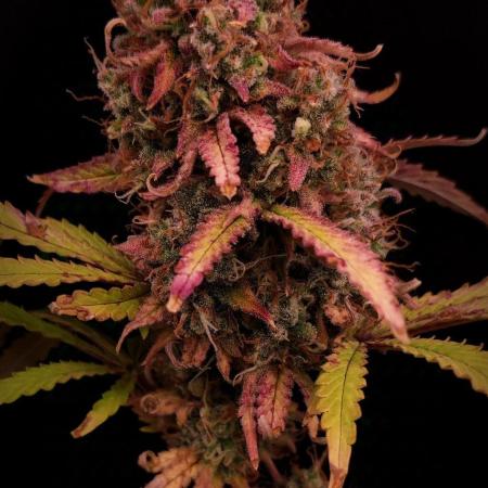 Gorilla Cookies Auto | FastBuds