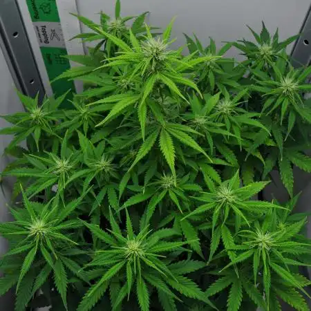 Strawberry Cake Auto | Ganja Farmer